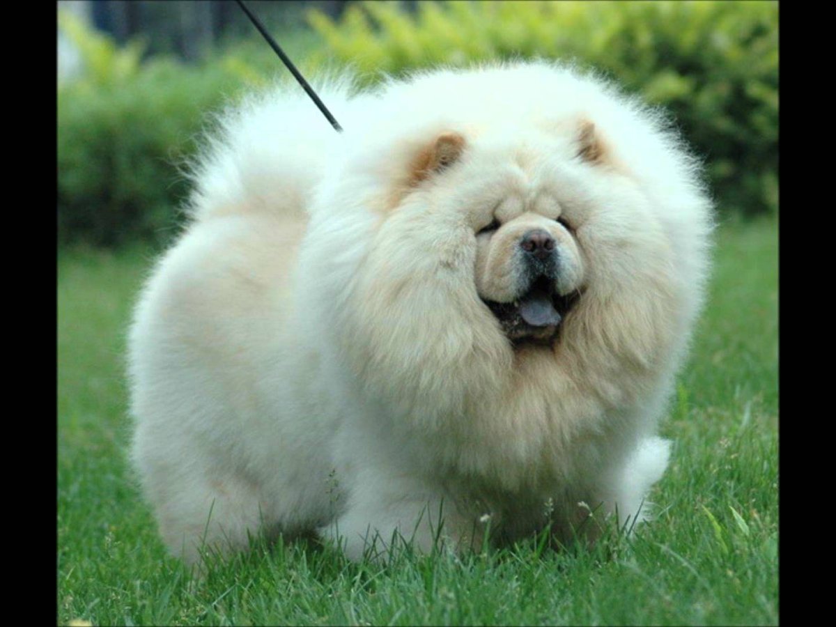 Чау-чау собака маленькая