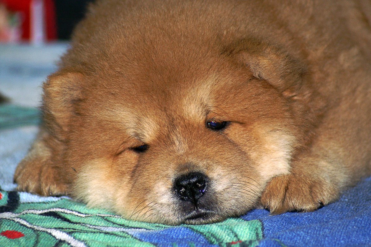 Чау-чау собака белая