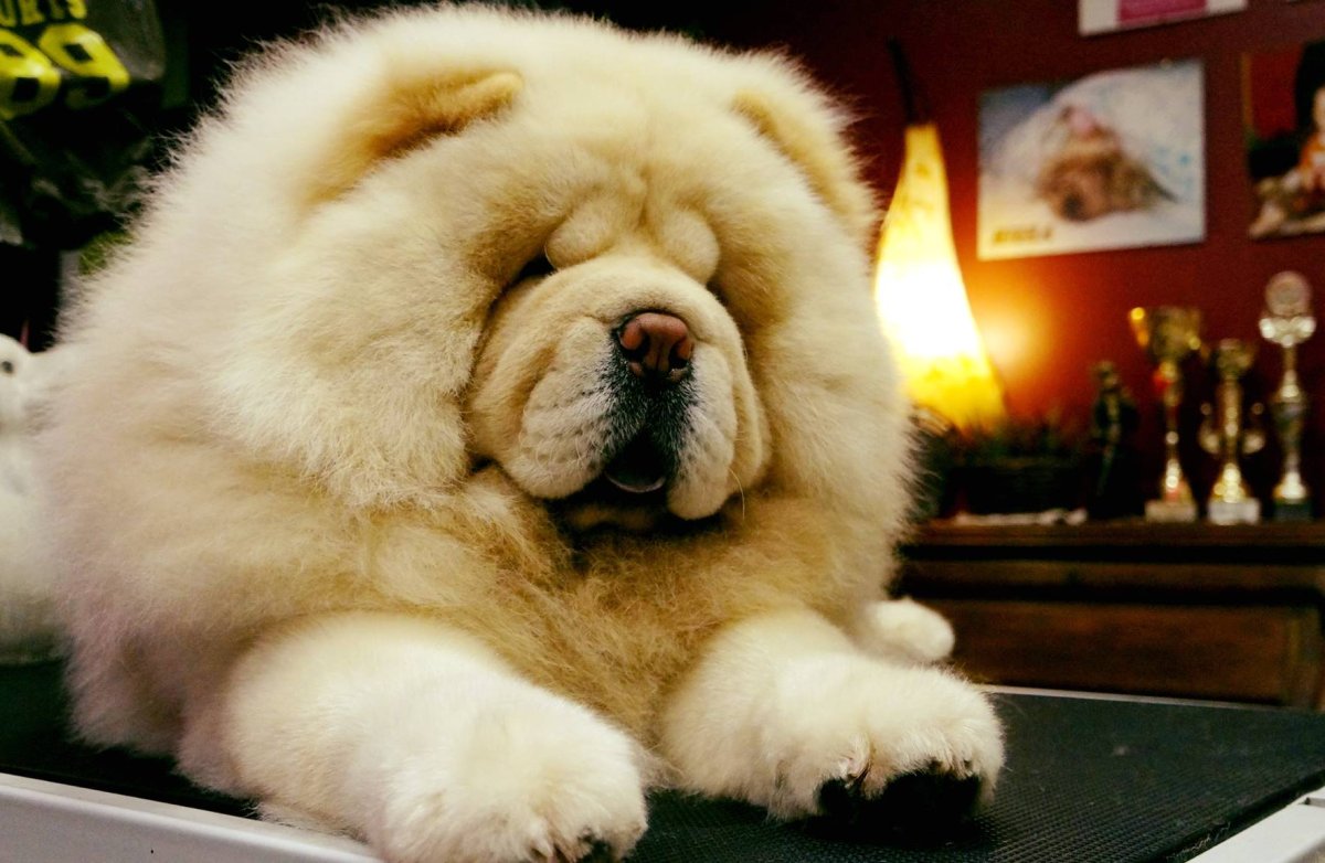 Чао Чао летом