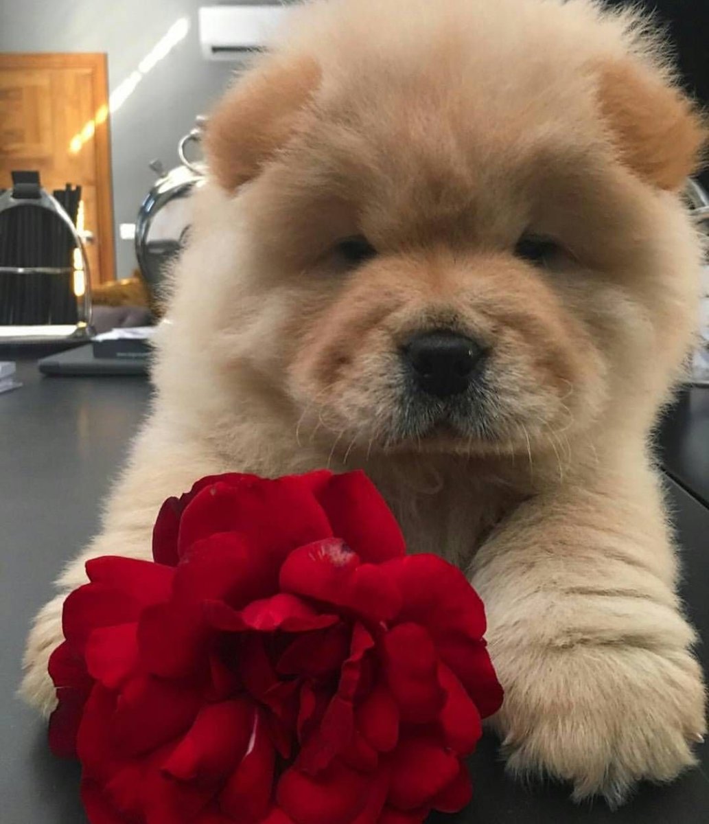 Порода собак Леонбергер