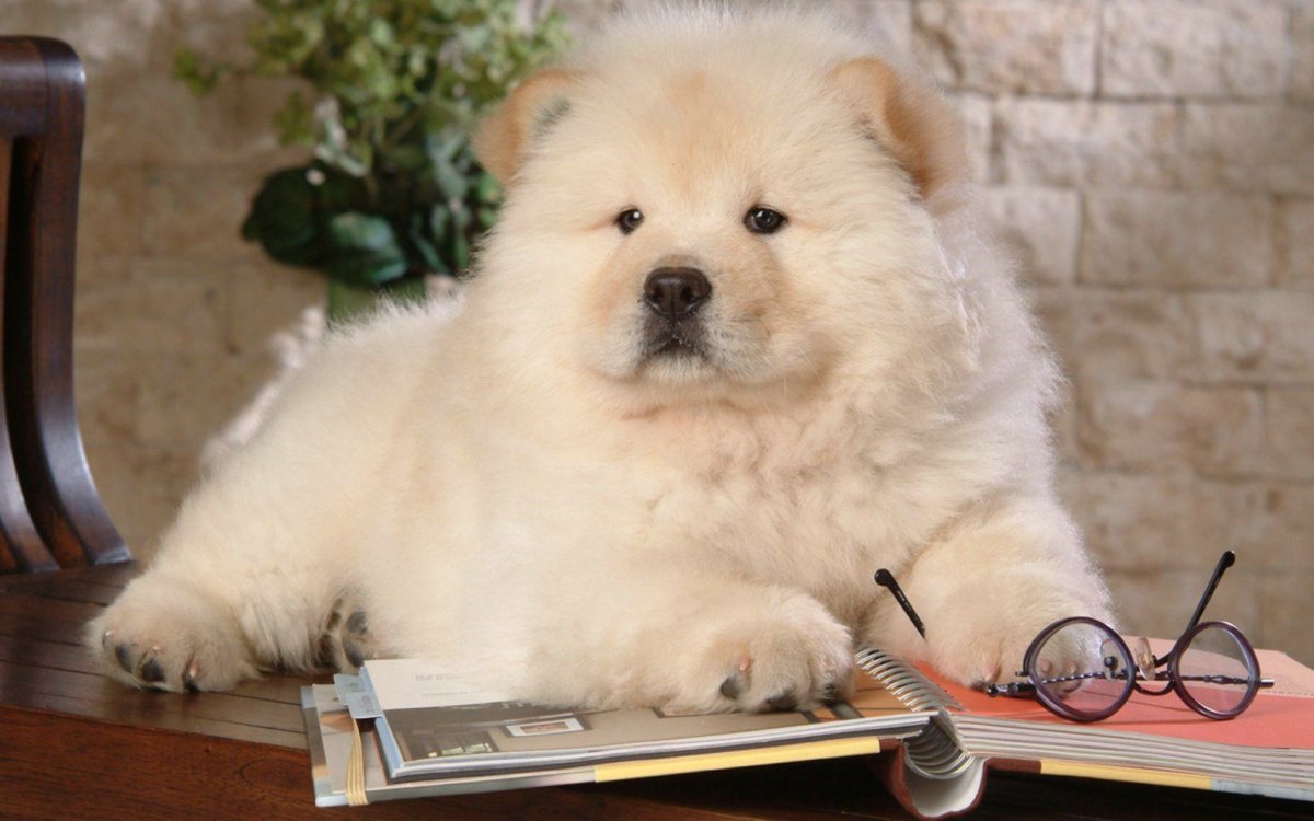 Чау чау Беби