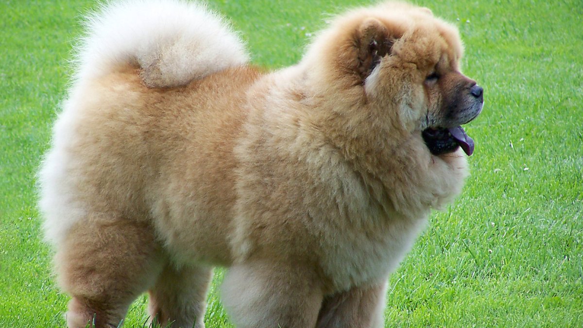 Чау чау Фрэнк