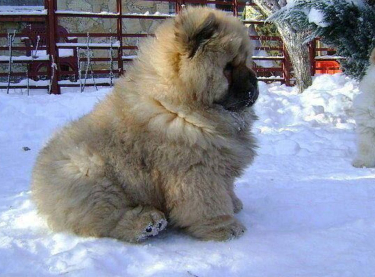 Чау чау голубой