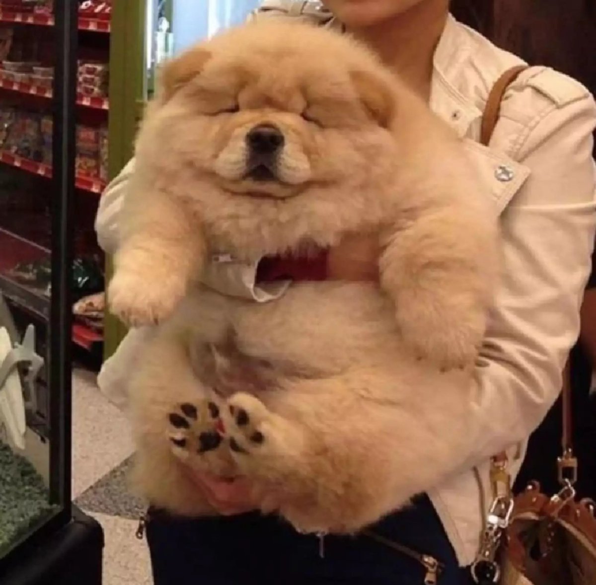 Чао Чао мастиф