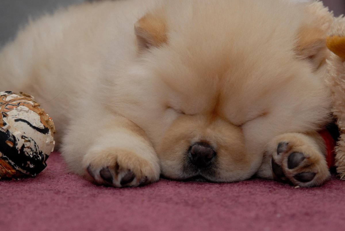 Чау чау спит