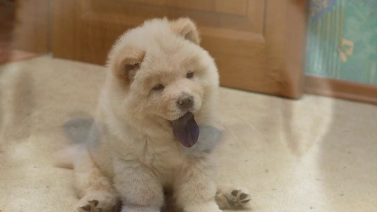 Смуф чау чау белый щенки