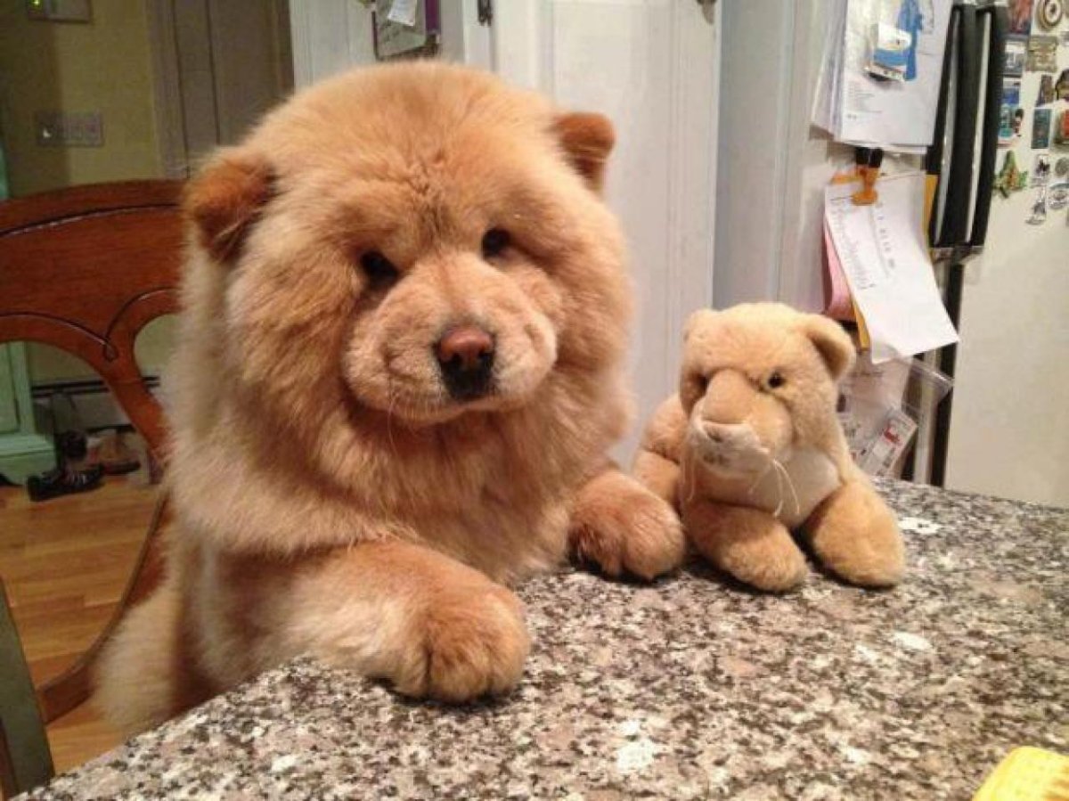 Собака с синим языком