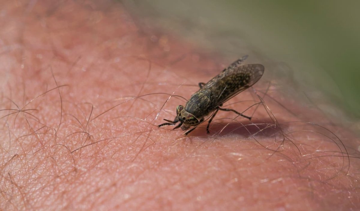 Овод насекомое