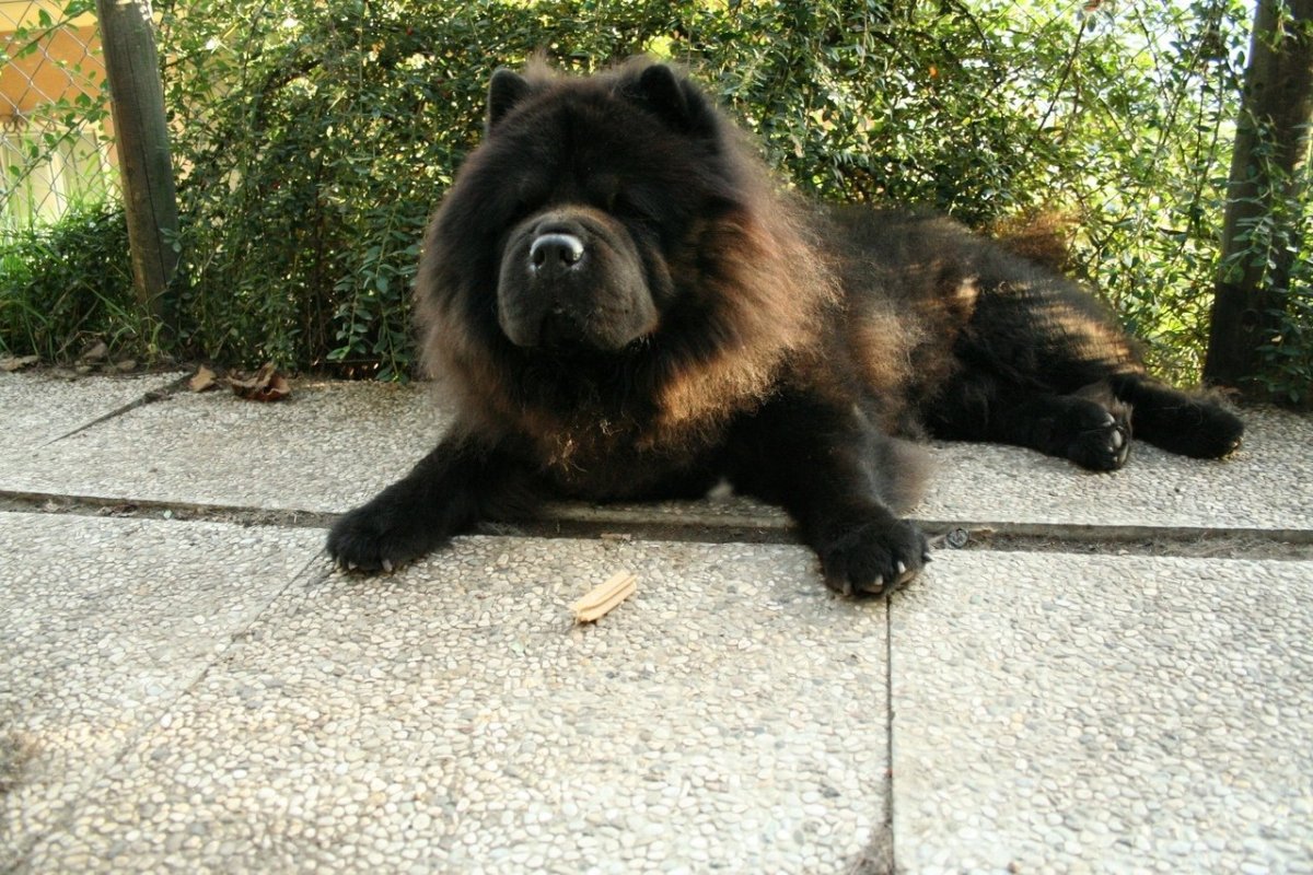 Чао-Чао собака белая