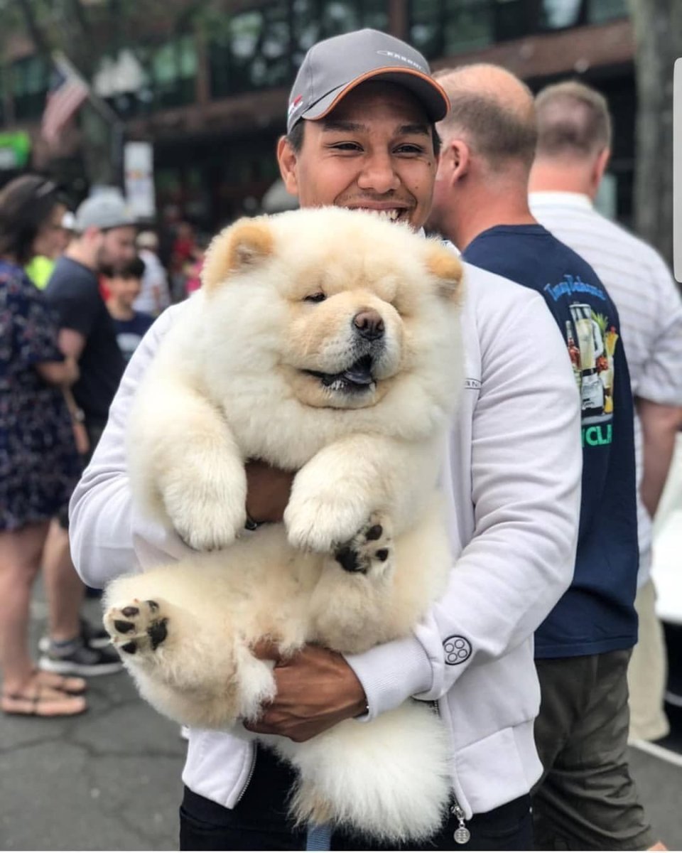 Чау чау маленькие