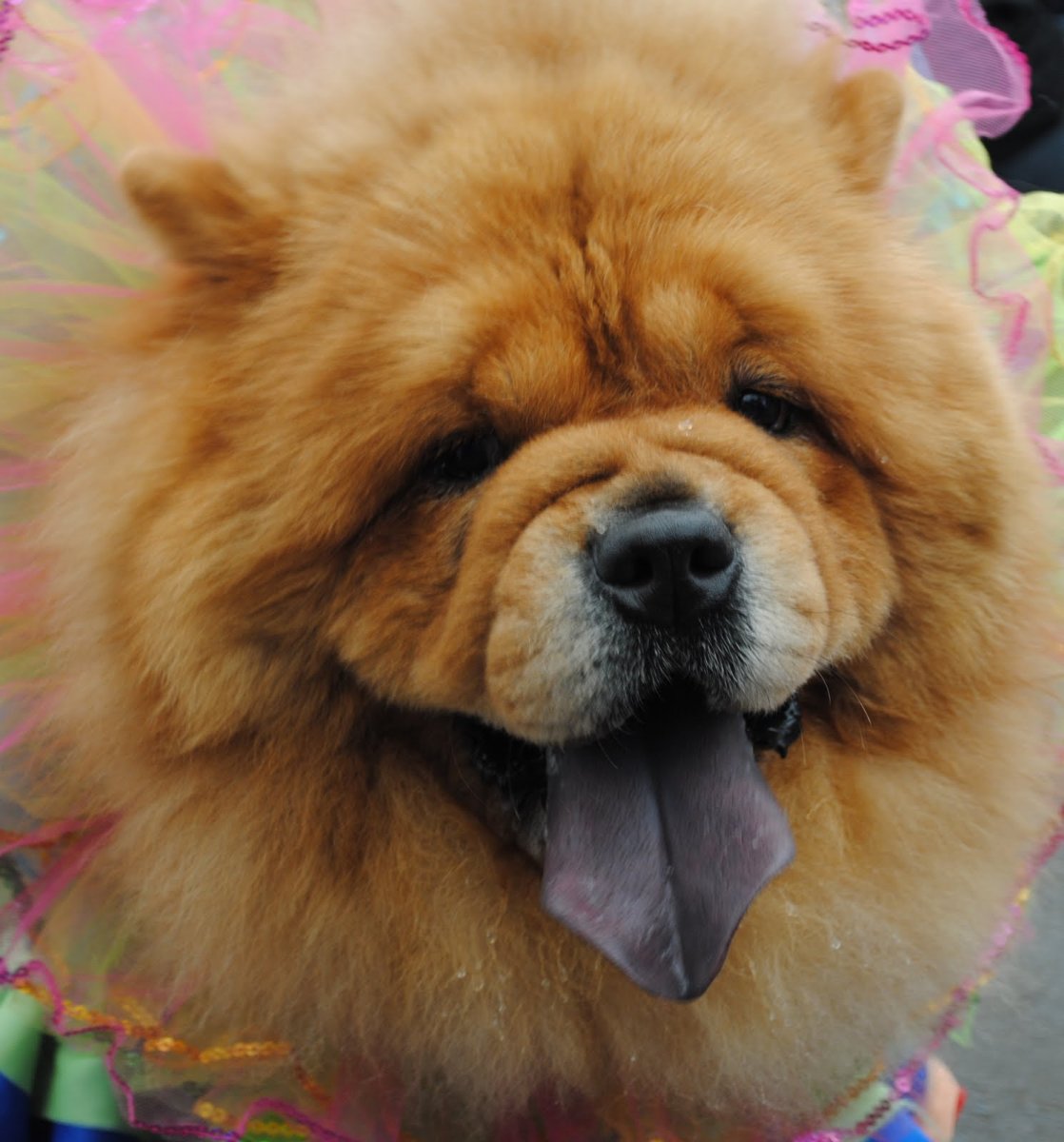 Шарпей Европейский