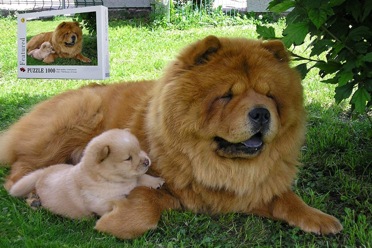 Хаски + чау-чау