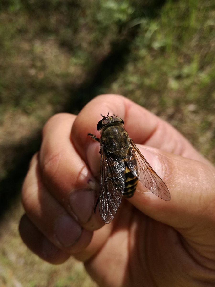 Гигантский Овод