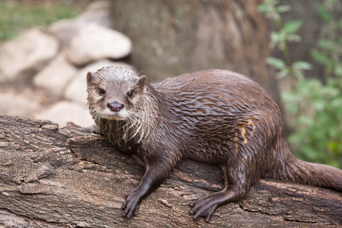 Капская бескоготная выдра
