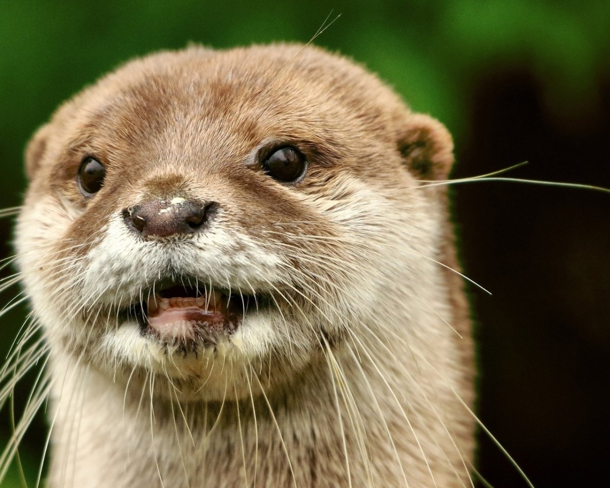 Выдра милая