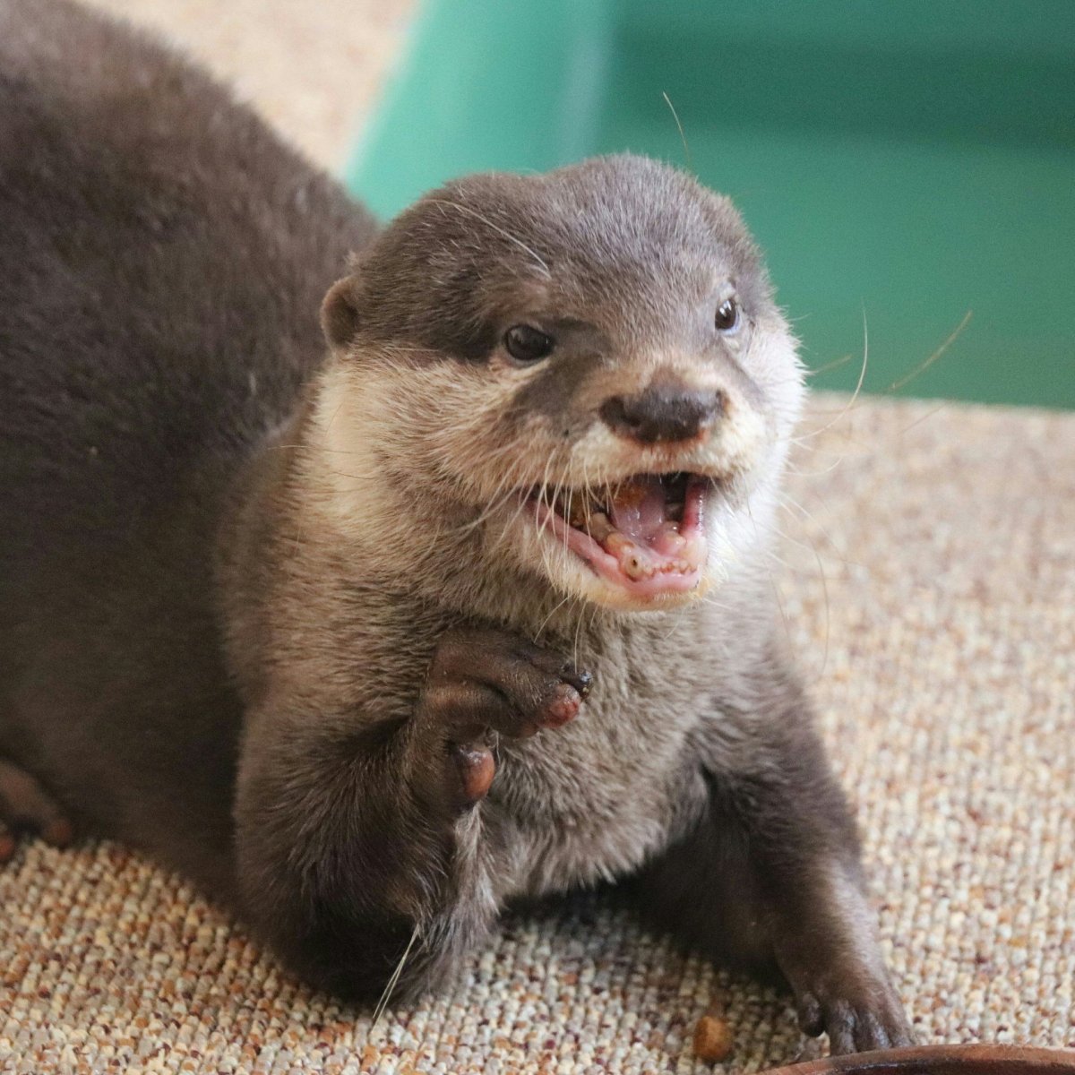 Позитивная выдра