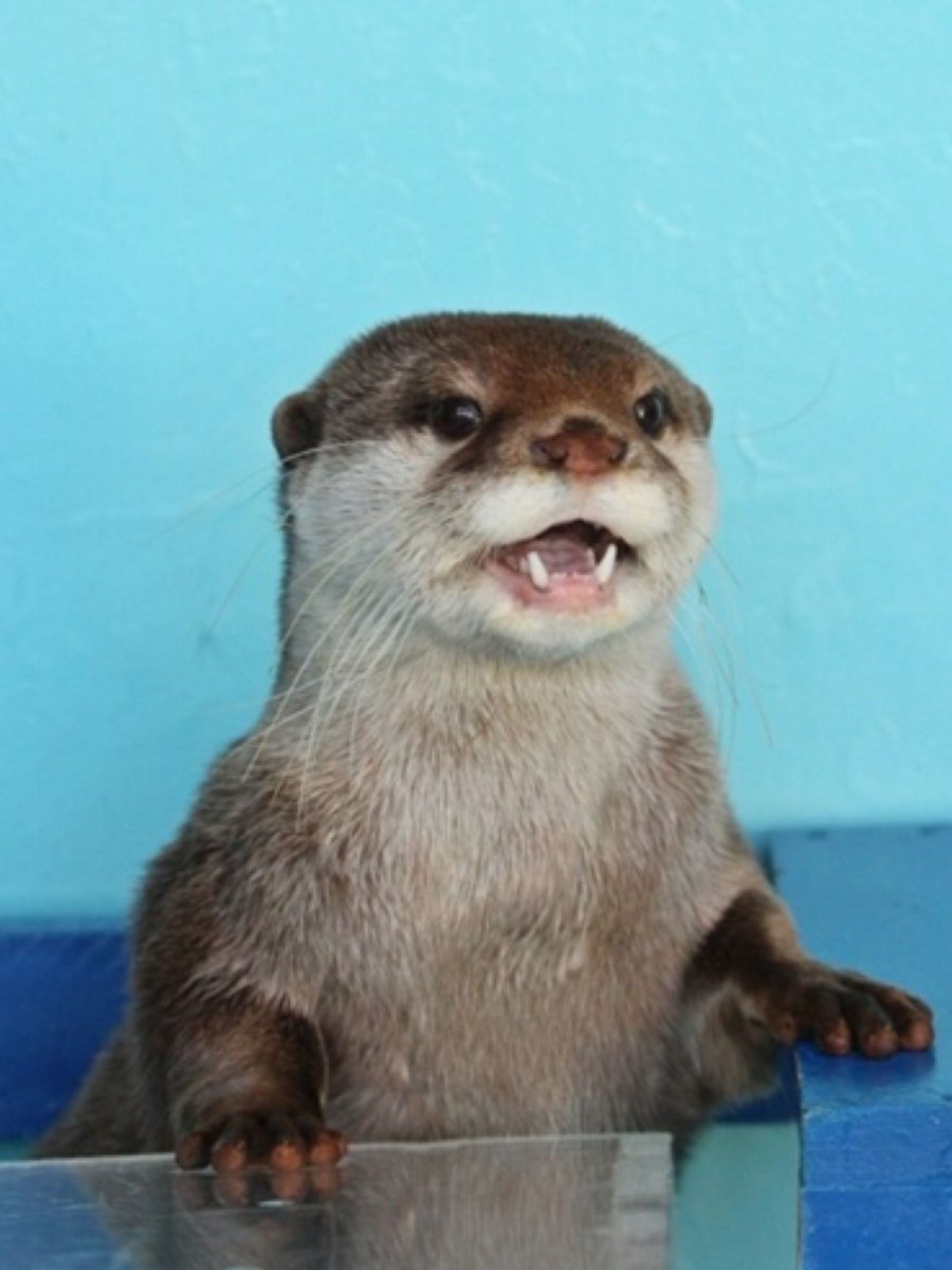 Выдра с детенышем Мем