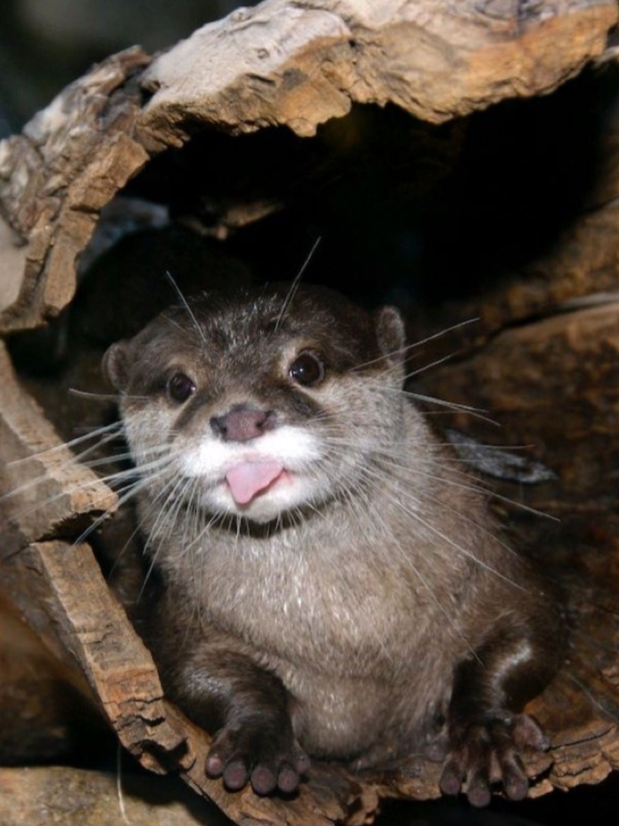 Жилище выдры