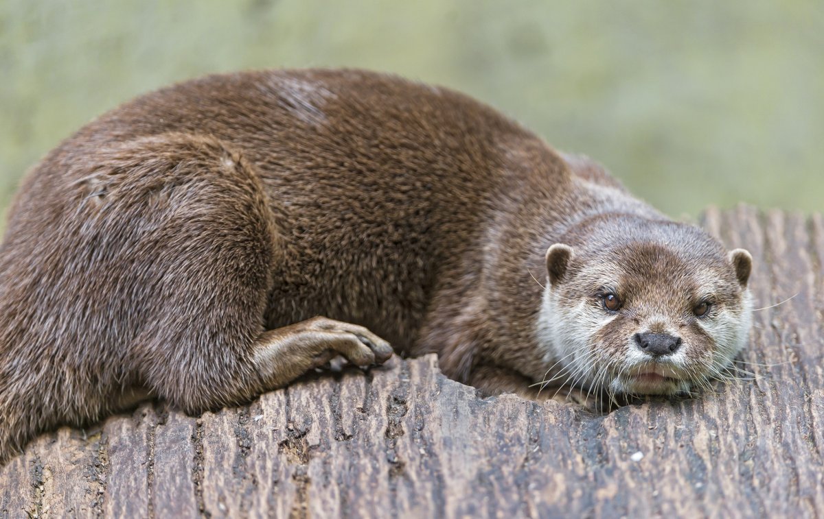 Суматранская выдра