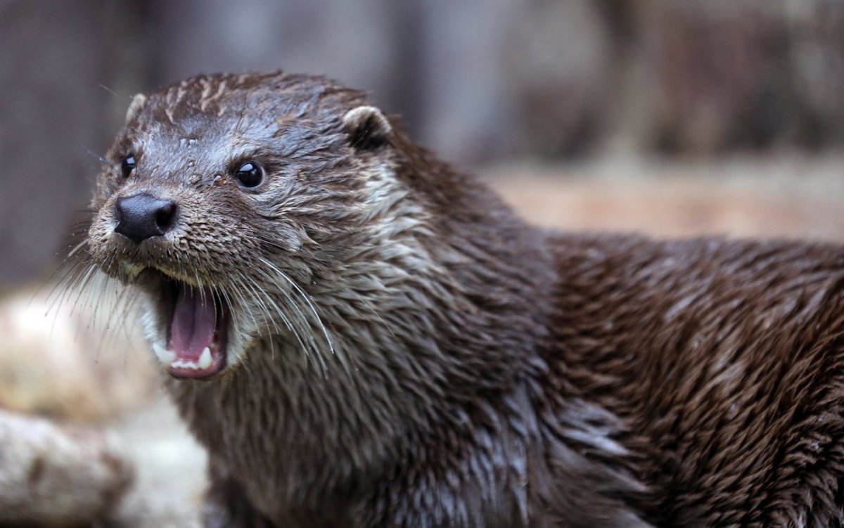 Заповедник Кивач выдра