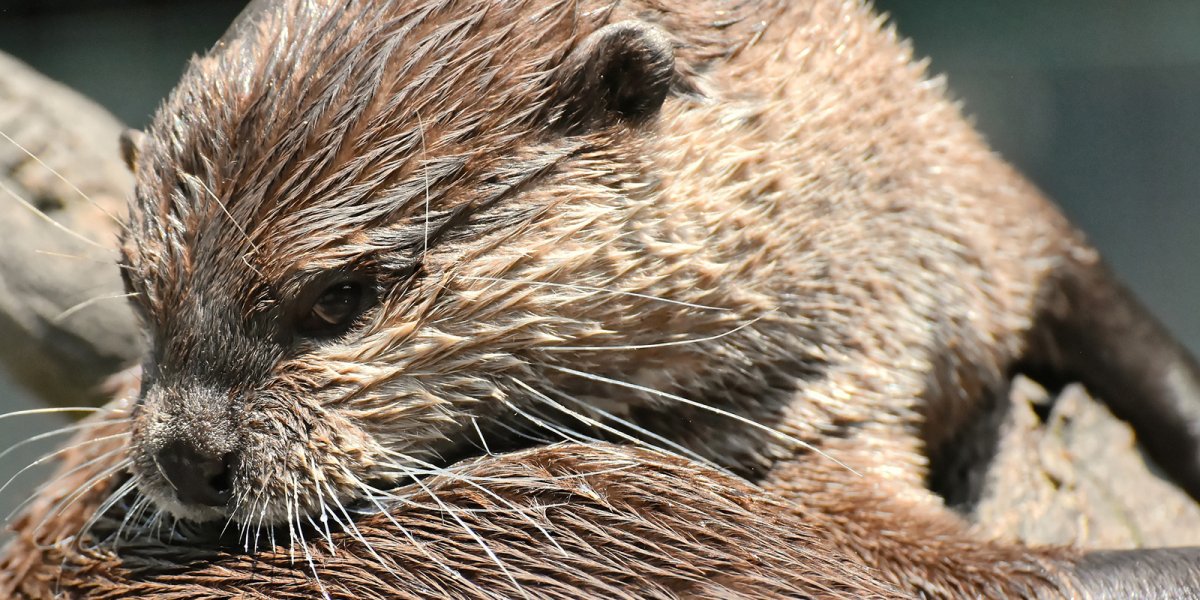 Выдра в гетрах фото