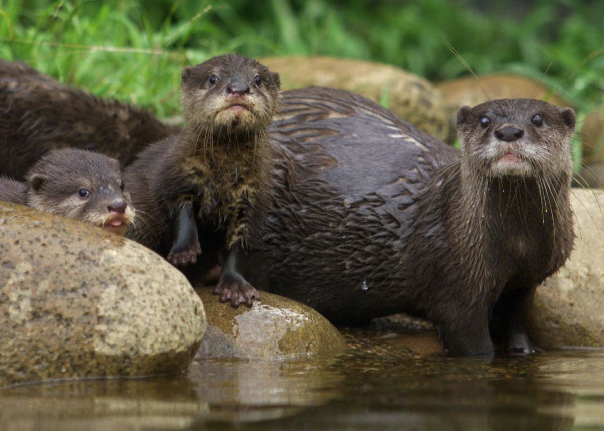 Fresh-Water Otter