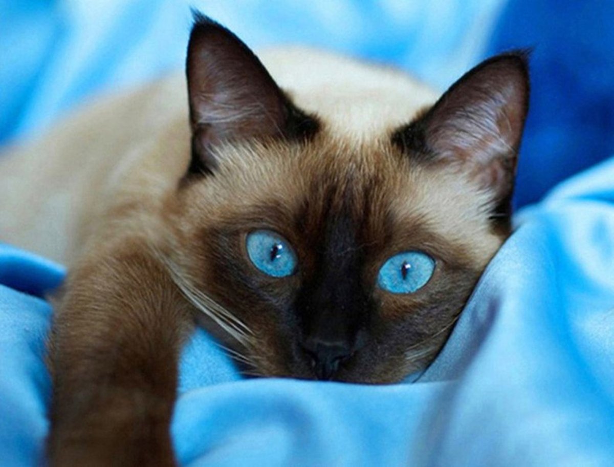 Сиамская турецкая кошка