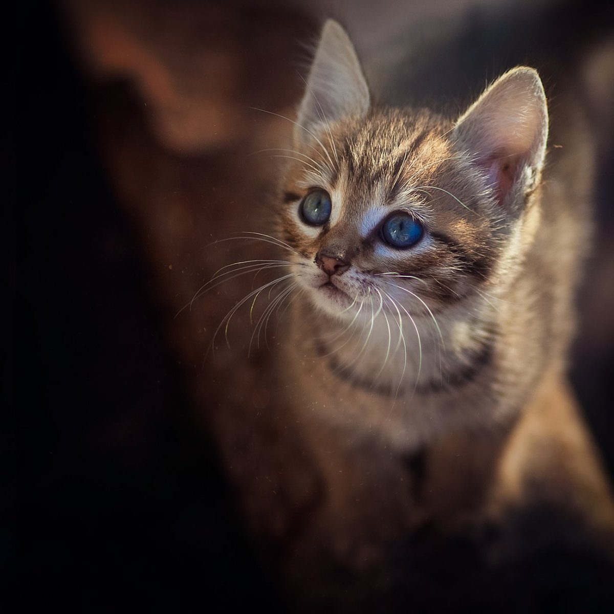 Коричневый кот с голубыми глазами