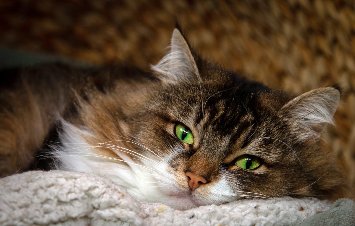 Котик с зелеными глазами