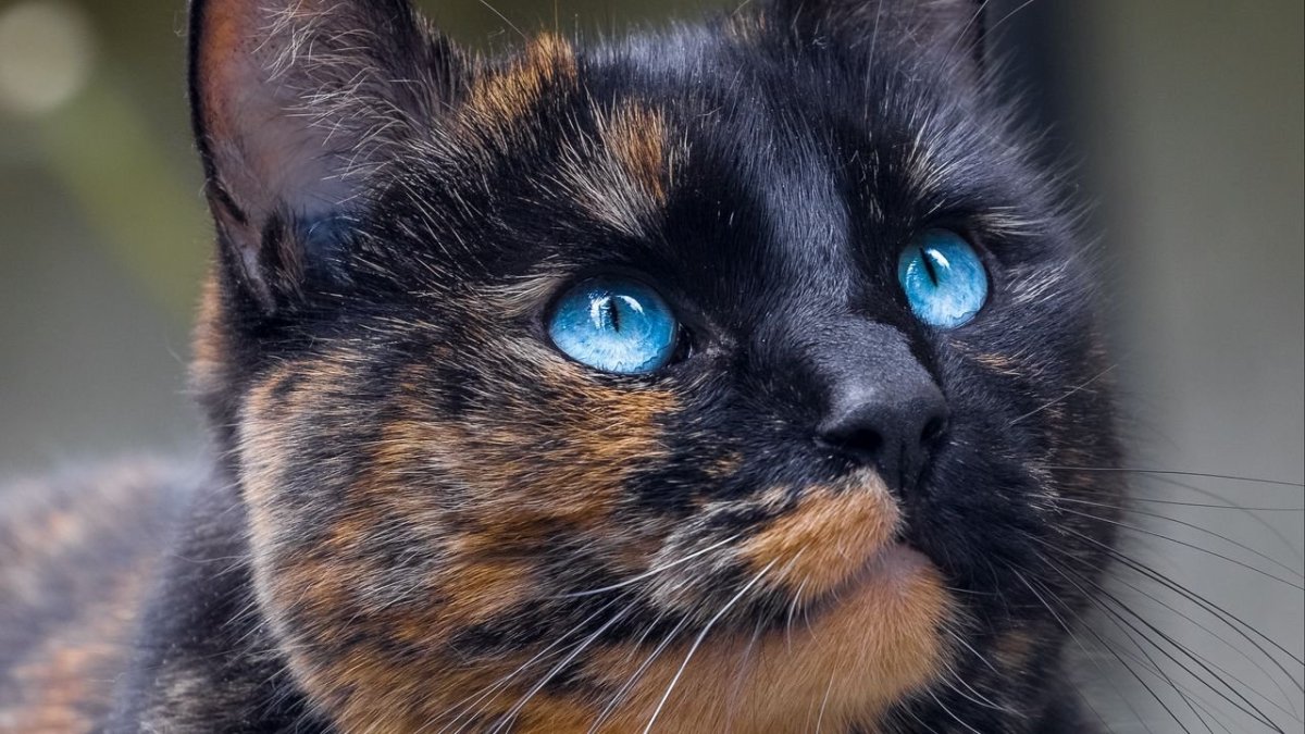 Черепаховая кошка Калико