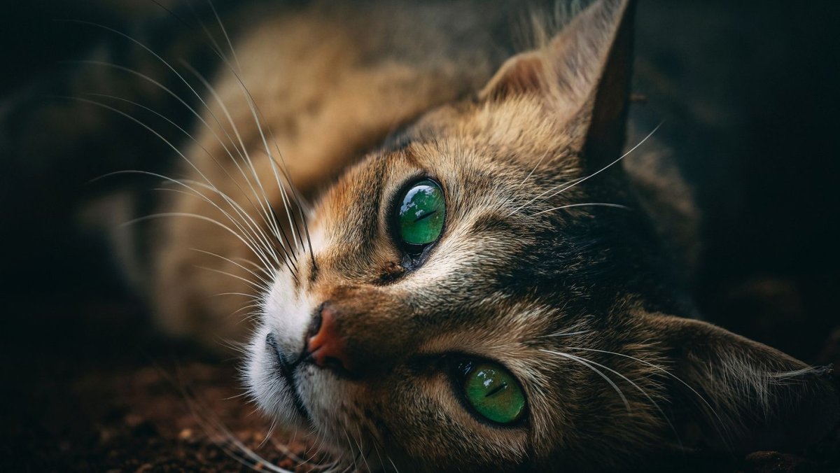 Кот с бирюзовыми глазами
