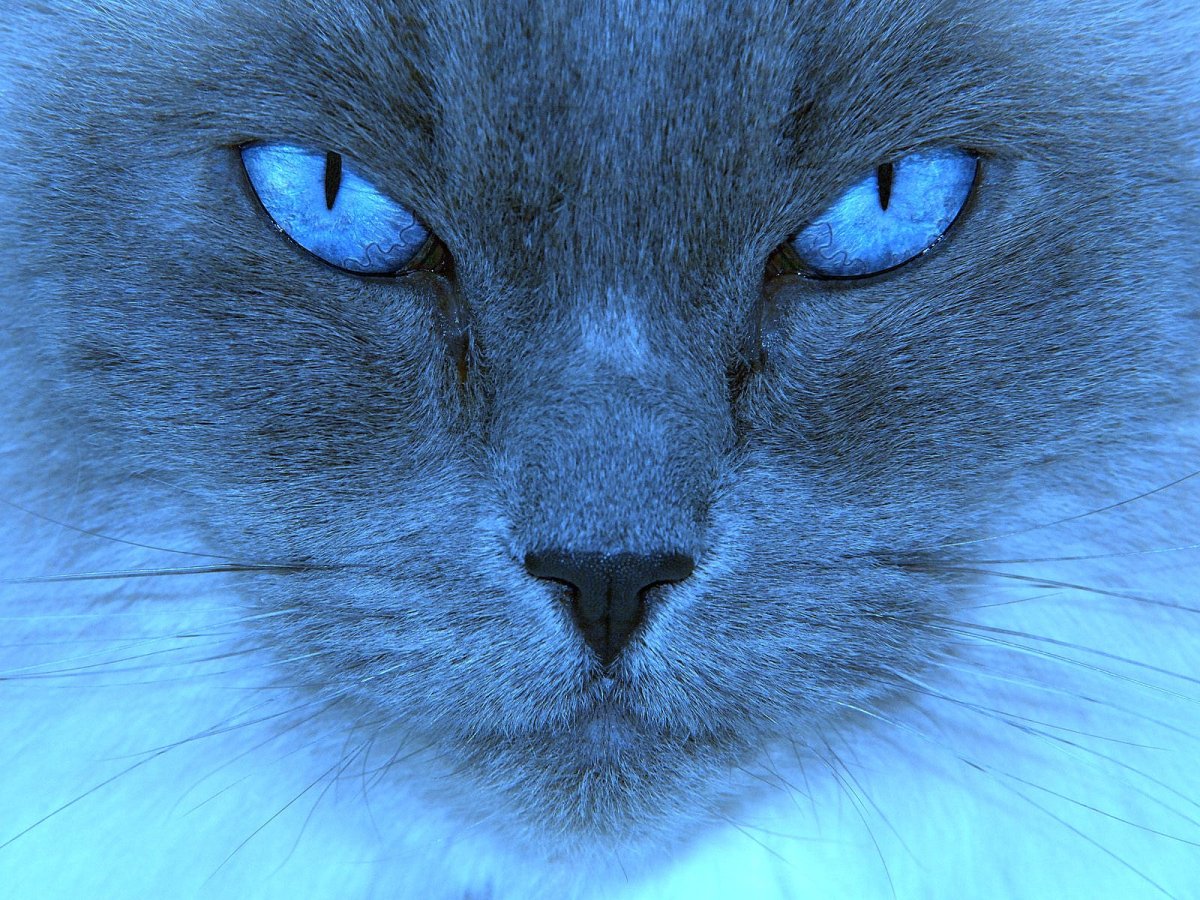 Синяя кошка