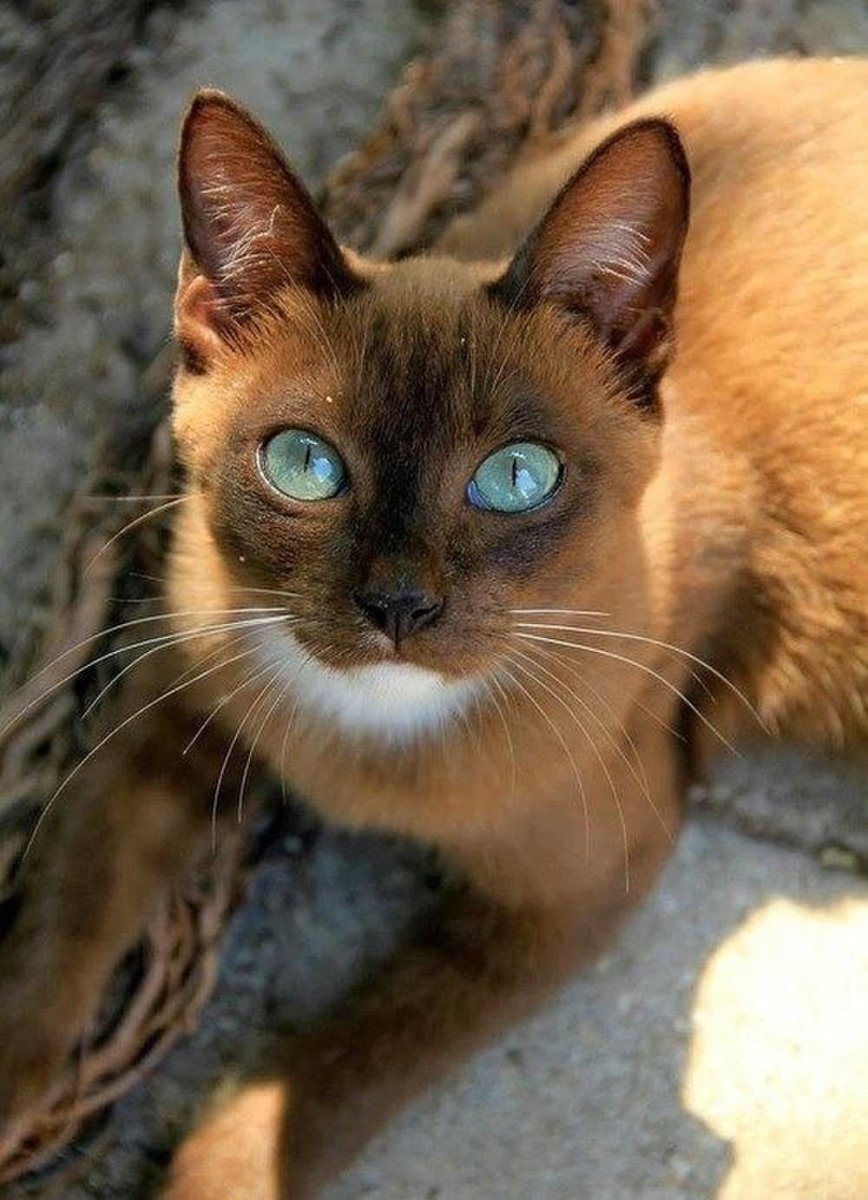 Бурманская кошка с голубыми глазами