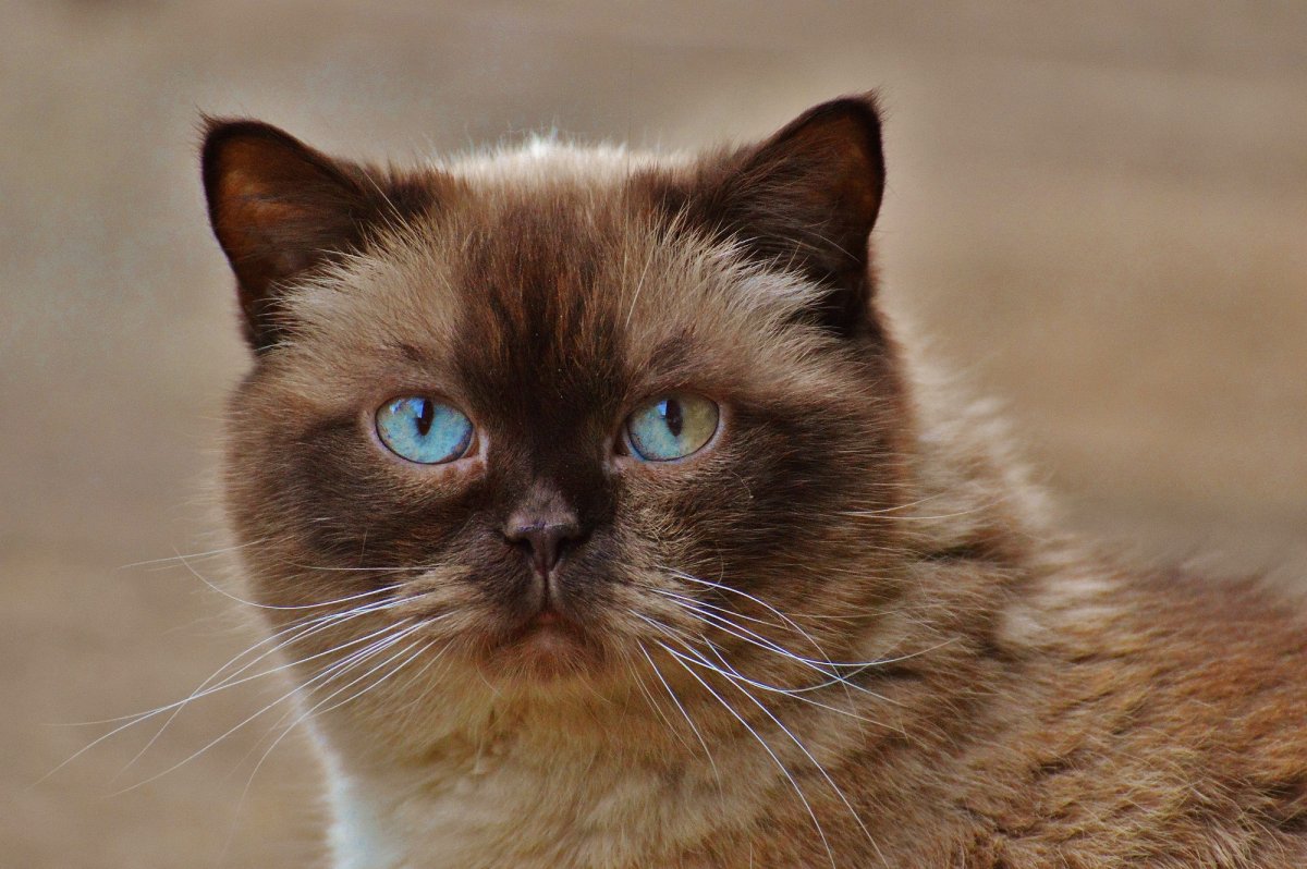 Бирманский кот короткошёрстный