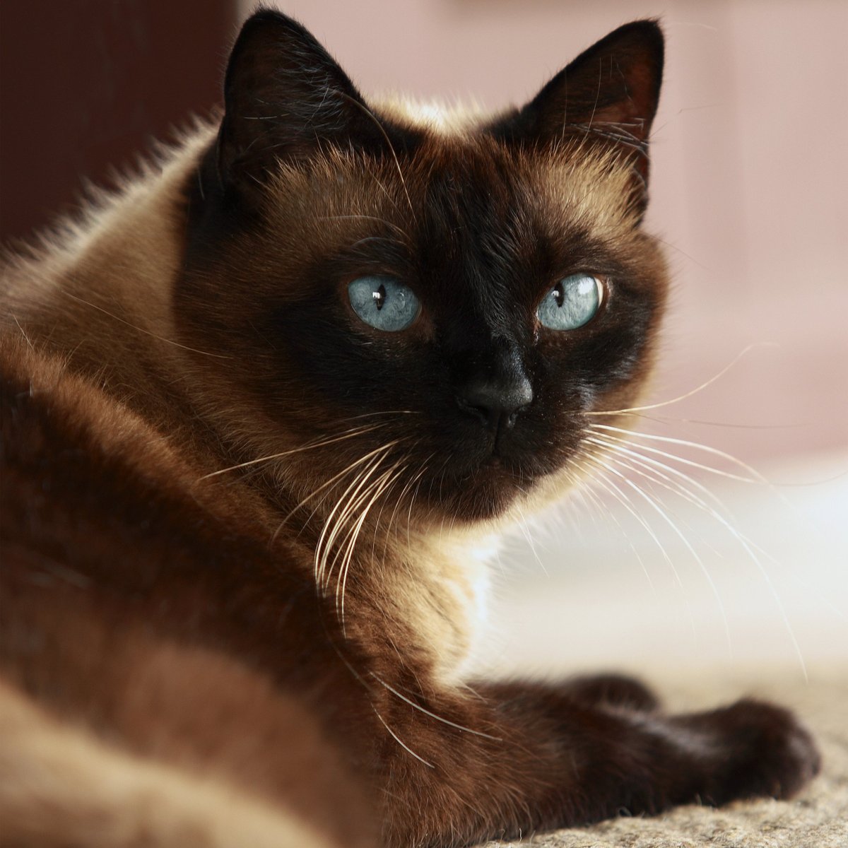 Сиамская кошка бурая