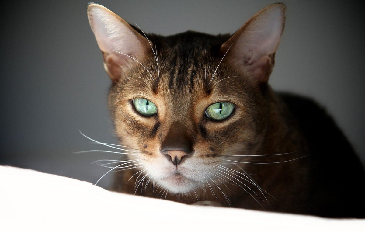 Абиссинский кот полосатый