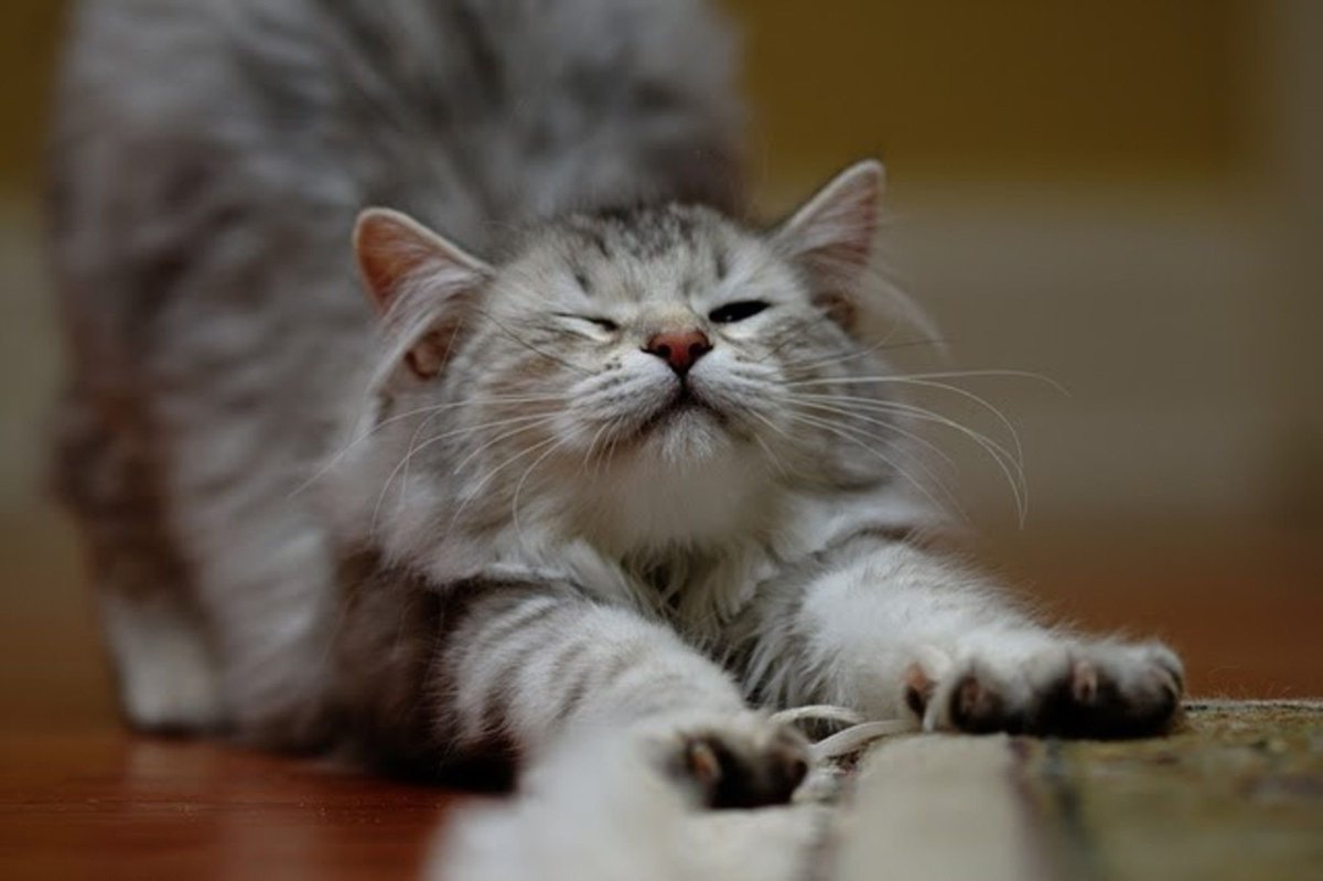 Котенок потягивается