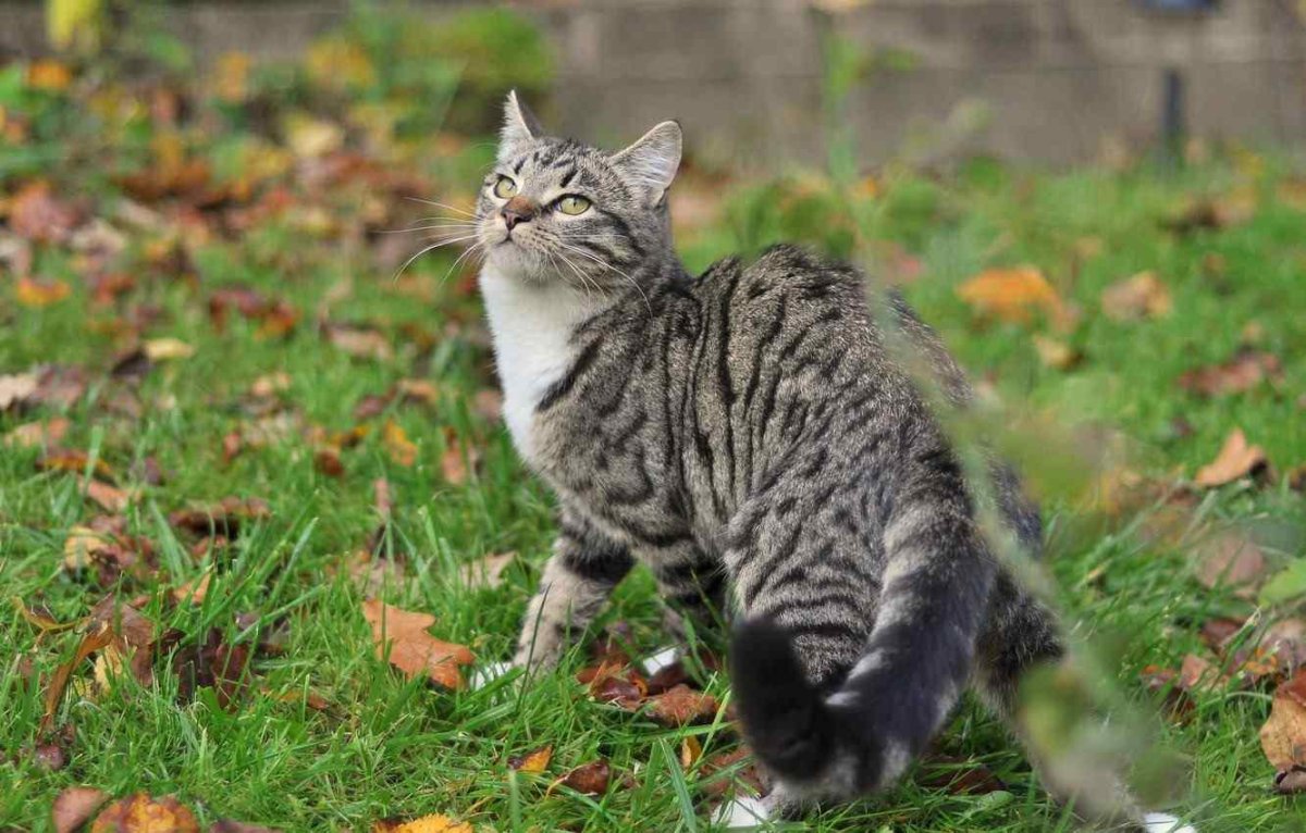 Кот позирует