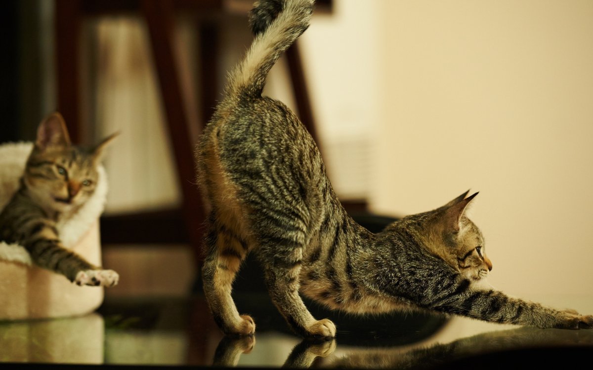 Коты тянутся