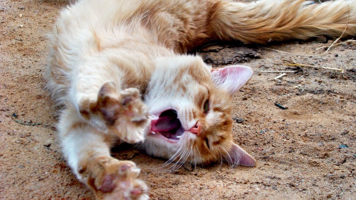 Кот потягивается