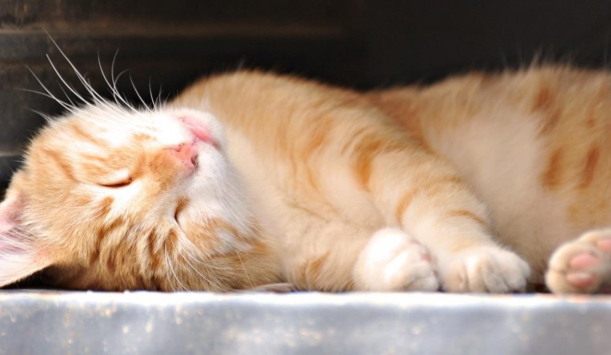 Кот нежится