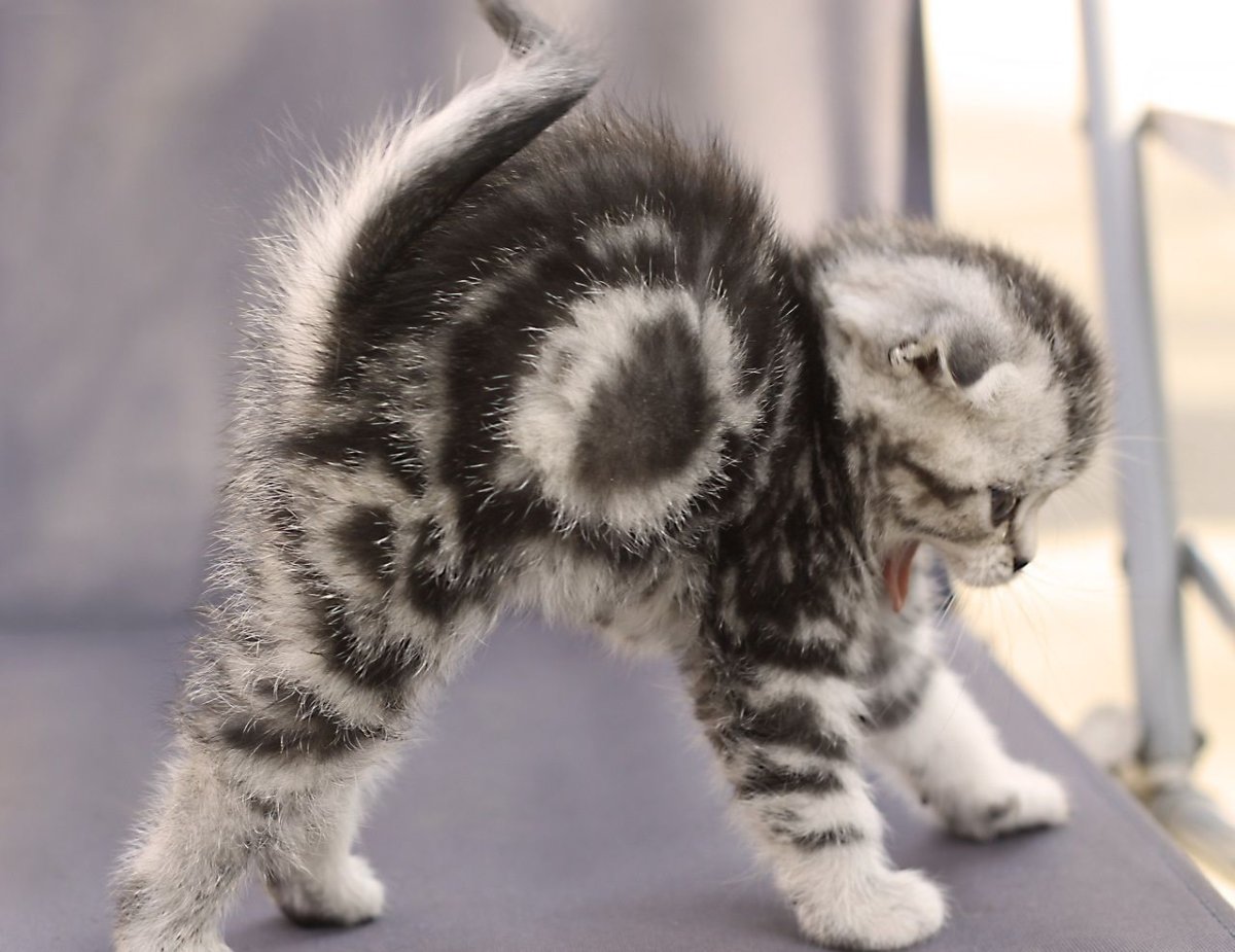 Котенок выгибает спину
