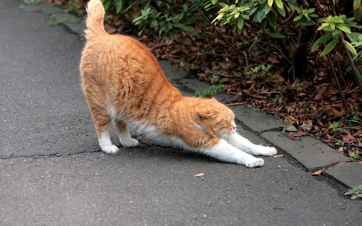 Рыжий кот потягивается