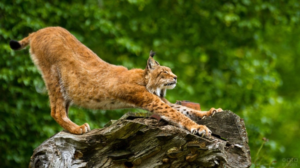 Рысь потягушки