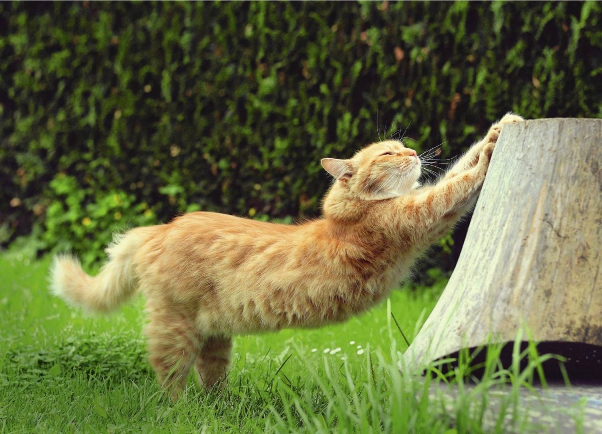 Кот тянется