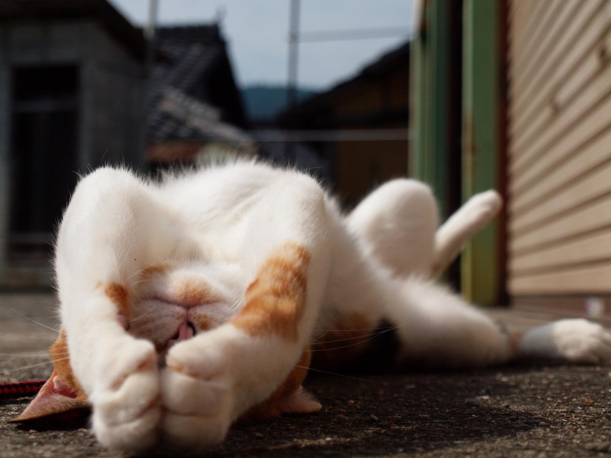 Кошачья лень