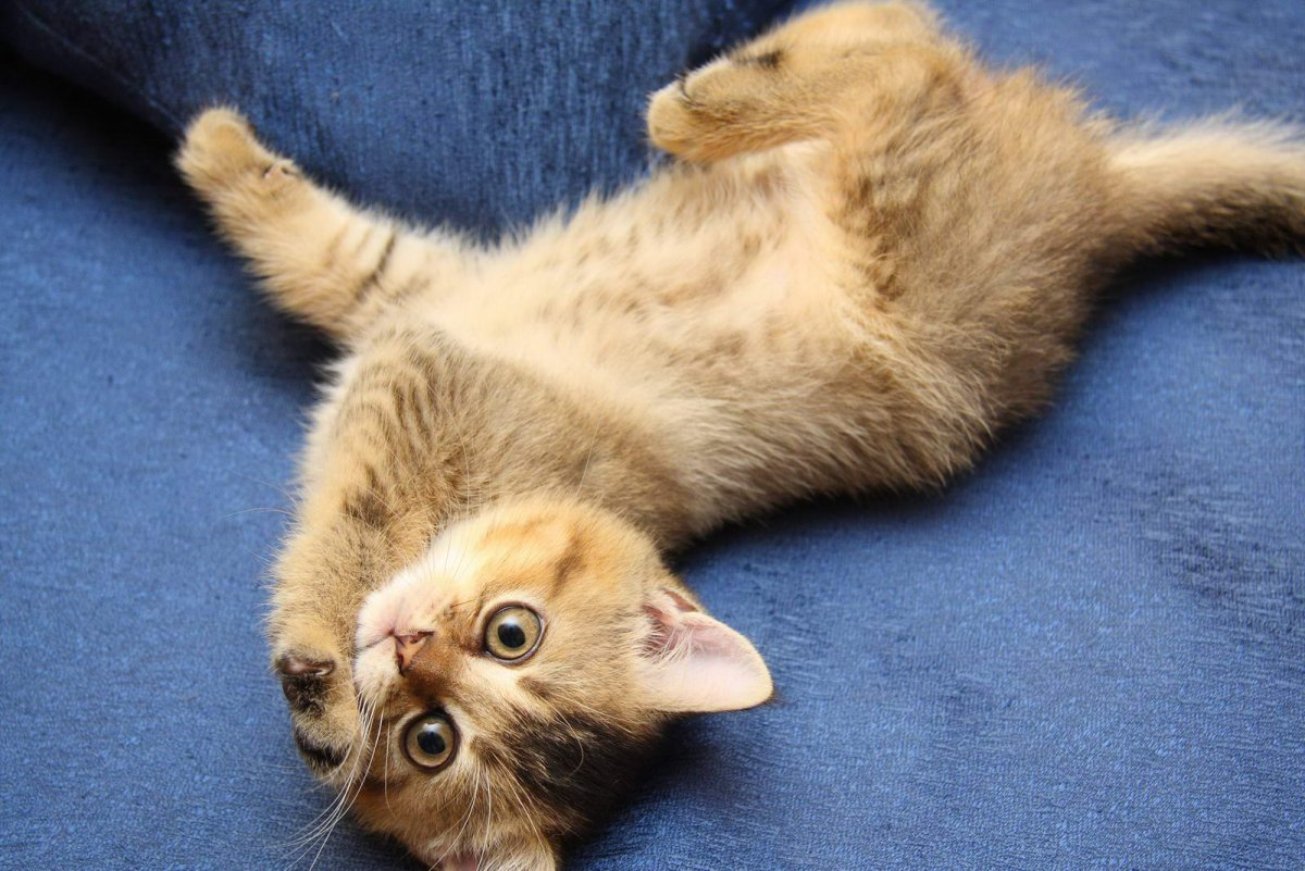 Котенок подтчгивается