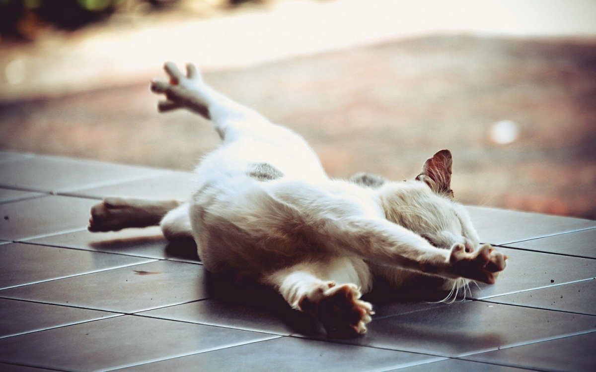 Кот тянется