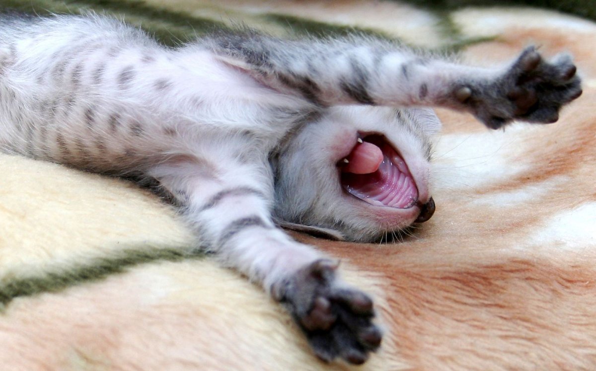 Котенок потягивается и зевает