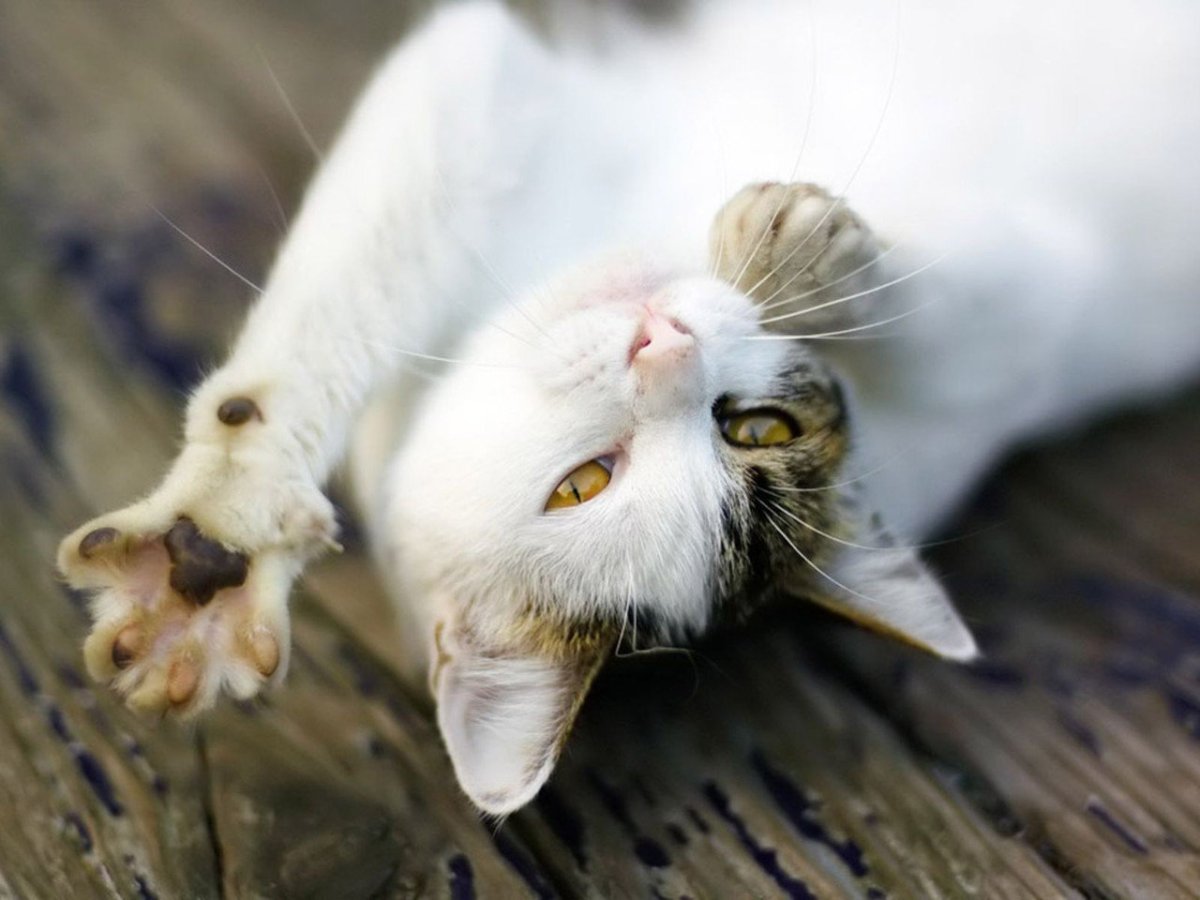 Кошка на счастье